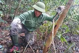 Hành trình vào rừng sâu gỡ "bẫy tử thần" giải cứu động vật hoang dã