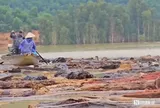 VIDEO: “Mót” củi giữa lòng hồ thủy điện sau lũ