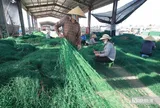 Nghề đặc biệt ở làng chài