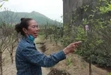 Làng đào Hà Tĩnh “nín thở” chờ vào vụ Tết