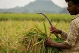 Một quốc gia vừa nhập khẩu gạo tăng gấp 95 lần trong năm 2025, Thái Lan, Việt Nam đều không phải nhà cung cấp lớn nhất
