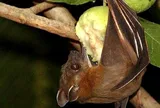 Chuyên gia cảnh báo: Dấu hiệu nhận biết trái cây từng bị động vật cắn, tránh nguy cơ virus Nipah