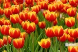 Tulip rực rỡ trên “nóc nhà Nam Bộ”