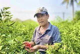 Được mùa mất giá, người trồng ớt Quảng Ngãi “ngồi trên lửa”