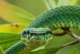 Đang ngồi ở nhà, người đàn ông 41 tuổi bị loài rắn "cực độc" cắn