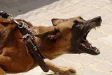 Đề phòng bệnh dại mùa nắng nóng