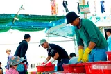 Cảng cá Đại An vào vụ, nhịp biển rộn ràng ngày trở gió