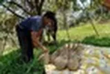 Sau Thái Lan, thêm một đối thủ của sầu riêng Việt Nam gặp khó: 30% diện tích bị ảnh hưởng, sản lượng liên tục giảm sút
