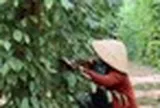 Cây thuốc quý của Việt Nam được Mỹ đánh giá cao, trả nhiều tiền mua về, hóa ra là “vàng mười” cho sức khỏe
