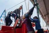 Ngư dân trúng lớn cá ngừ đại dương, có con nặng hơn 1 tạ