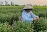 Loài cây tưởng chỉ trưng cho đẹp, ai ngờ còn là thuốc quý được Mỹ đánh giá cao: Người Việt dùng nhiều mà ít biết