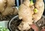 5 lý do nên trồng gừng trong nhà