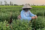 Loài cây tưởng chỉ trưng cho đẹp, ai ngờ còn là thuốc quý được Mỹ đánh giá cao: Người Việt dùng nhiều mà ít biết