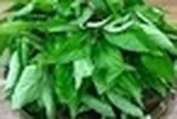 Loại rau bị nhiều người Việt chê, ở Nhật Bản được coi là “nhân sâm xanh”: Mùa hè này nhớ ăn thường xuyên