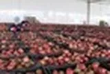 Một 'báu vật' triệu USD của Việt Nam được Trung Quốc liên tục săn đón, nước ta là nhà xuất khẩu top 10 thế giới