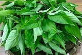 Loại rau bị nhiều người Việt chê, ở Nhật Bản được coi là “nhân sâm xanh”: Mùa hè này nhớ ăn thường xuyên