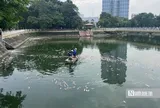 Hà Nội: Cá chết nổi trắng hồ Nghĩa Đô