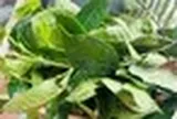 Phát hiện hoạt chất giúp hạ huyết áp và giảm nguy cơ ung thư trong loại lá nhiều người Việt uống mỗi ngày