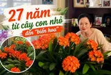 27 năm chăm một chậu lan quân tử: Từ cây con bé xíu đến "biển hoa" rực rỡ, bí quyết hóa ra không hề phức tạp