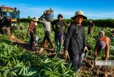 Nhộn nhịp mùa thu hoạch khoai mì trên những cánh đồng Tây Ninh