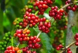 Giá cà phê tiếp tục tăng
