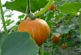 Trung Quốc quyết tâm làm giàu với loại quả quen thuộc của người Việt: Thu hoạch hơn 20.000 tấn mỗi ngày, biến vùng núi thành trung tâm xuất khẩu