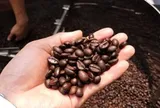 Thu 4,8 tỷ USD từ xuất khẩu cà phê nửa đầu năm