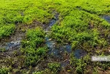Rau màu bất ngờ cháy lá, vàng úa, nông dân Đồng Tháp mất ăn, mất ngủ