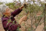Loại cây ai cũng nghĩ chỉ lấy quả, hóa ra lá non mới là thứ "hái ra tiền"
