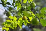 Loại quả được ca ngợi "tốt bậc nhất thế giới", ở Việt Nam trồng khắp nơi
