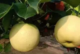 Không phải sầu riêng hay vải, Trung Quốc lo gặp khó với loại trái cây quen thuộc của người Việt, giá giảm mạnh 40%