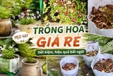 Tôi học được 4 mẹo trồng hoa "0 đồng" từ cư dân mạng: Không cần mua nhiều vẫn có ban công xanh mướt, hoa nở rực rỡ