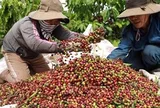 Cà phê lên gần 98.000 đồng/kg