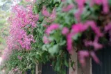 6 loại cây trồng hàng rào đẹp, dễ chăm sóc
