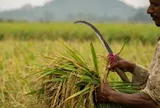 'Khách sộp' mua gạo báo tin vui đến Việt Nam, Thái Lan