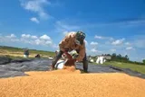 Nhờ Việt Nam, 1 huyện của Cuba vừa thu hoạch lúa với năng suất chưa từng có