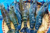 Nông dân miền Tây dùng nguyên liệu bất ngờ để vỗ béo tôm càng xanh
