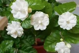5 lý do vì sao nên trồng một khóm hoa nhài trước nhà