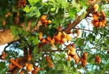 7 loại cây đừng trồng trong nhà: Dễ mang vận xui, có loại mang độc tính