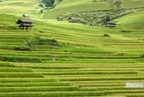 Về quê lập nghiệp: Không phải bước lùi, mà là một lựa chọn trưởng thành