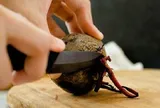 Mỹ đánh giá "củ tốt bậc nhất thế giới", hóa ra ở Việt Nam hễ ra chợ là thấy