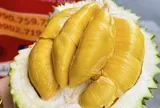 Vì sao sầu riêng tiền triệu luôn hút khách?