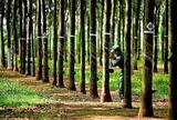 Công ty từng thuộc hệ sinh thái GVR, doanh thu 900 tỷ: Nay sắp biến mất khỏi sàn, toàn bộ lao động đã nghỉ việc