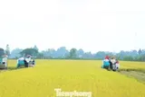 Đề án 1 triệu ha lúa: Thí điểm rực rỡ, thực tế... chưa có dự án nào