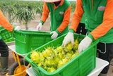 Không phải Thái Lan, một quốc gia Đông Nam Á quyết tâm cạnh tranh thanh long với Việt Nam: Tạo ra giống vỏ vàng khác biệt, nắm giữ lợi thế quan trọng