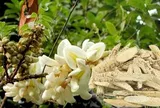 Dù bị can ngăn, anh nông dân quyết trồng loại củ ở độ sâu 20cm: 5 năm sau "báu vật tiền tỷ" xuất hiện