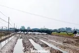 Thủ phủ hoa Hà Nội mất trắng
