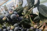 Đắt hơn sầu riêng, Trung Quốc quyết tâm làm giàu với loại trái cây đặc biệt: Nga, Đông Nam Á cực ưa chuộng, Việt Nam cũng đang trồng
