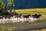 Phát hiện thảo nguyên gần 100 ha cách Hà Nội 130 km như "Mông Cổ thu nhỏ", làng đang tranh giải thế giới