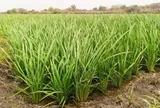 Láng giềng Việt Nam mang một giống lúa ‘thần kỳ’ sang châu Phi gây sốt: Năng suất tăng gấp 3 lần, mỗi ha thu về 8 tấn lúa